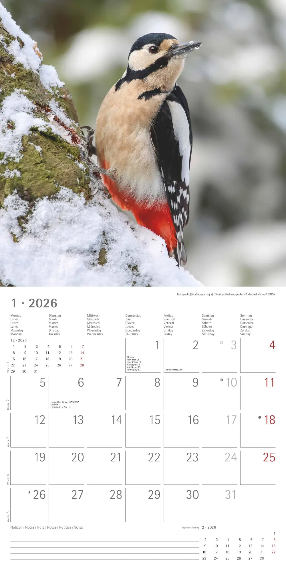 Bild: 4069095003330 | Einheimische Vögel 2026 - Broschürenkalender 30x30 cm (30x60...