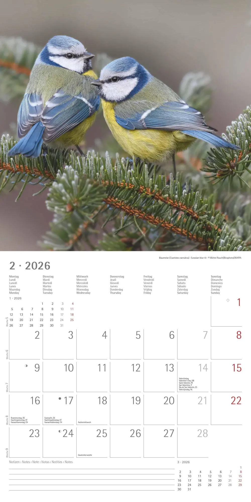 Bild: 4069095003330 | Einheimische Vögel 2026 - Broschürenkalender 30x30 cm (30x60...