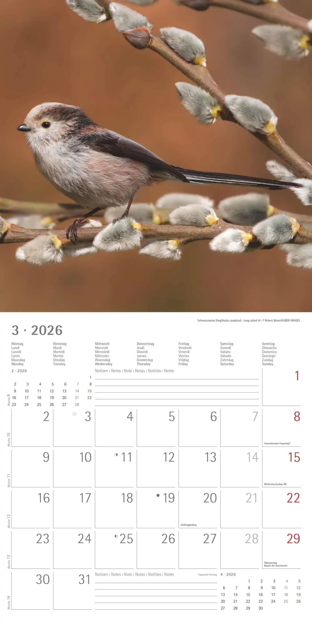 Bild: 4069095003330 | Einheimische Vögel 2026 - Broschürenkalender 30x30 cm (30x60...