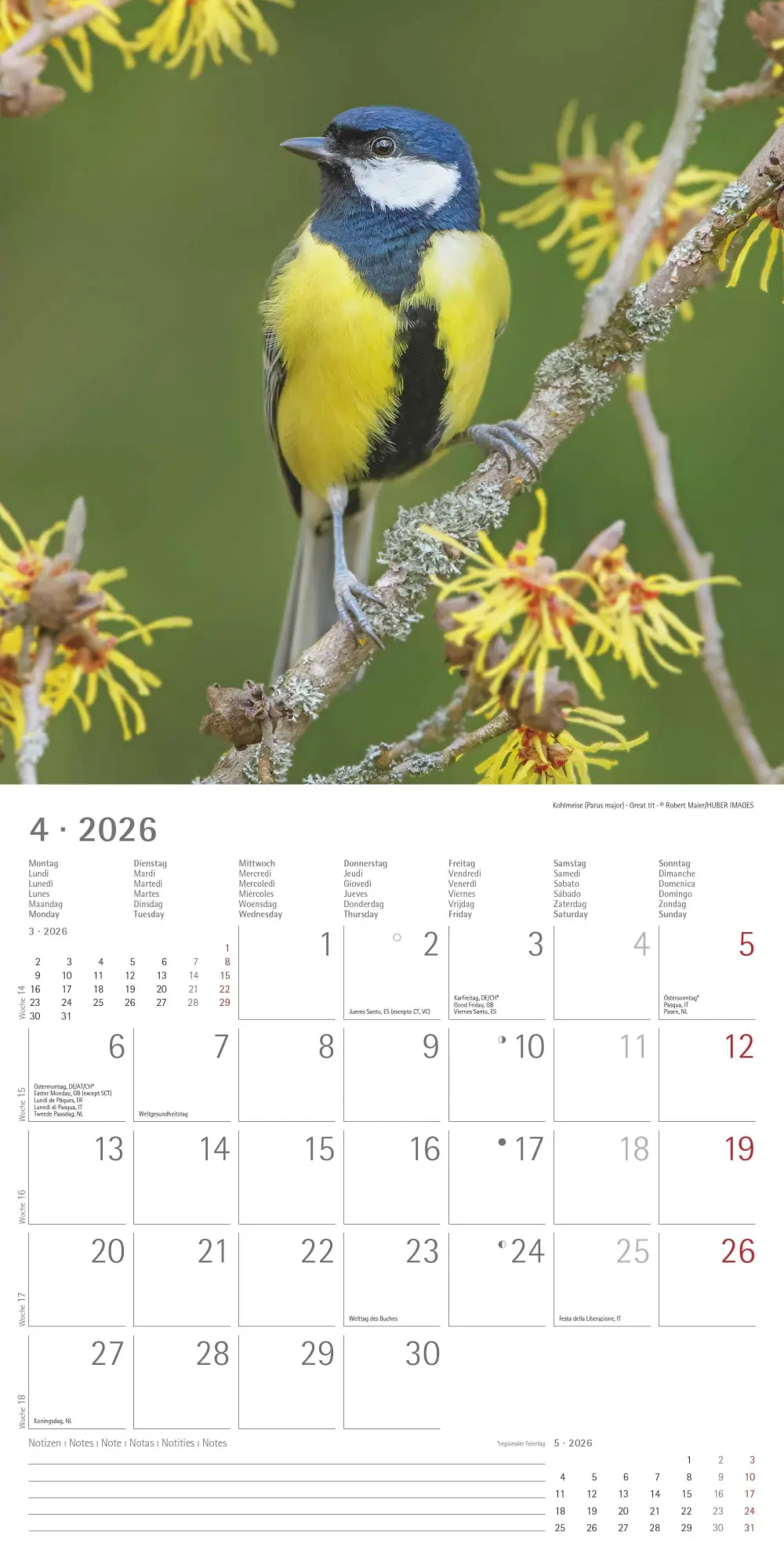 Bild: 4069095003330 | Einheimische Vögel 2026 - Broschürenkalender 30x30 cm (30x60...