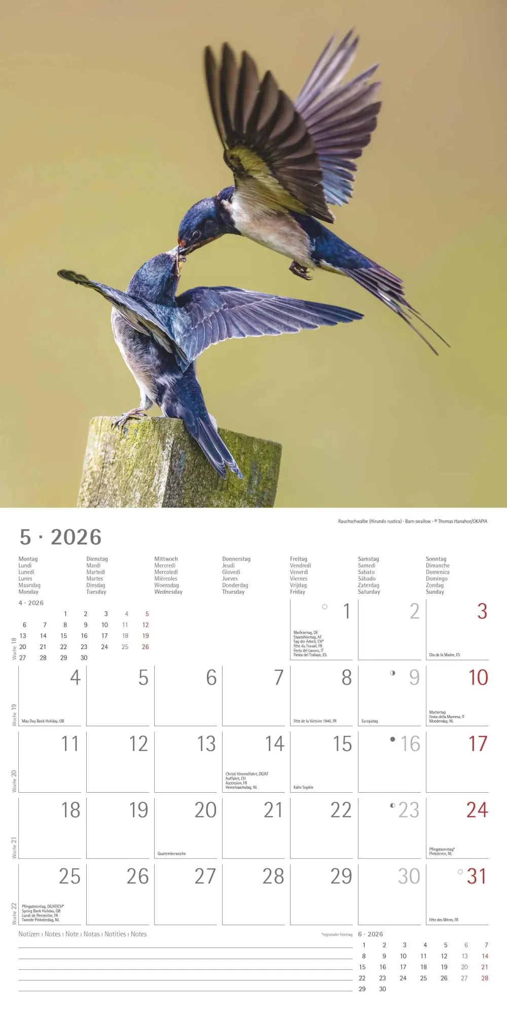 Bild: 4069095003330 | Einheimische Vögel 2026 - Broschürenkalender 30x30 cm (30x60...