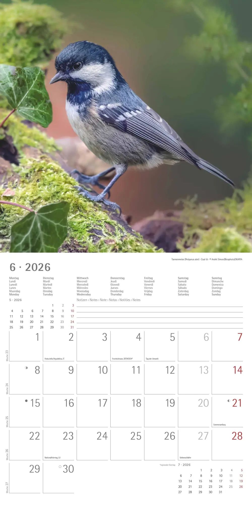 Bild: 4069095003330 | Einheimische Vögel 2026 - Broschürenkalender 30x30 cm (30x60...
