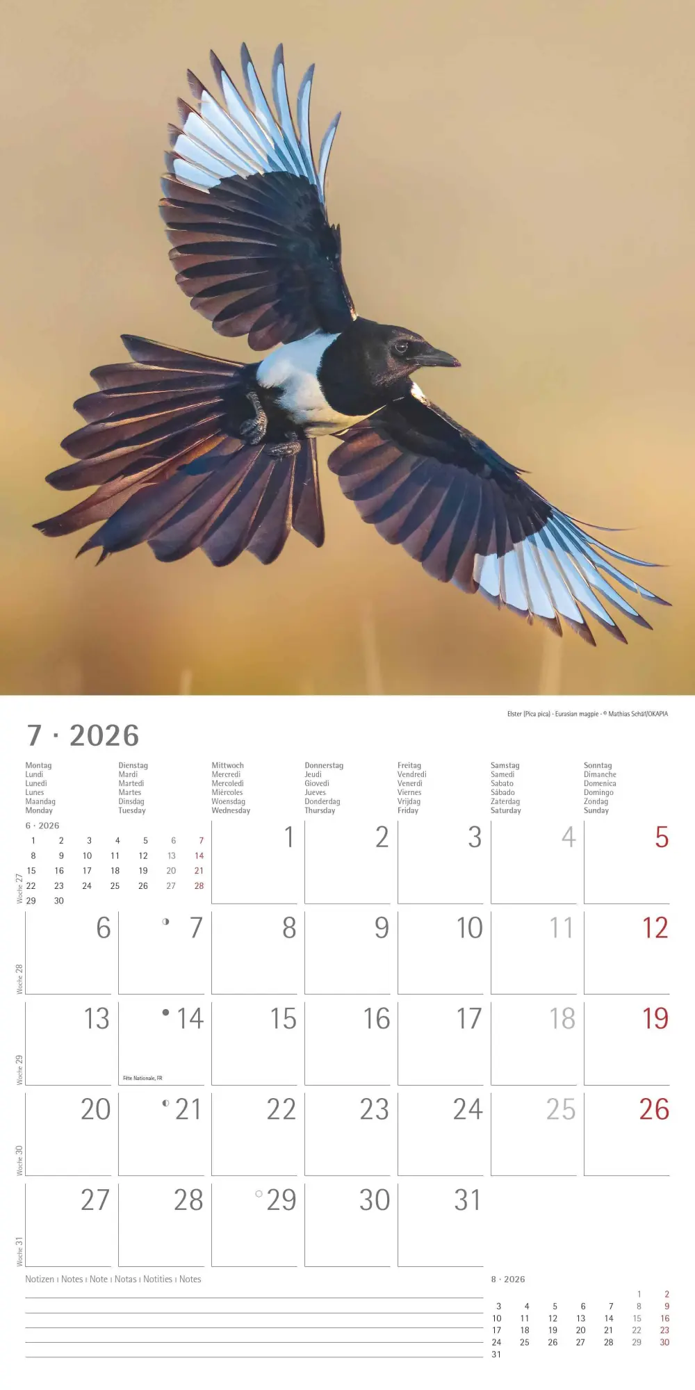 Bild: 4069095003330 | Einheimische Vögel 2026 - Broschürenkalender 30x30 cm (30x60...