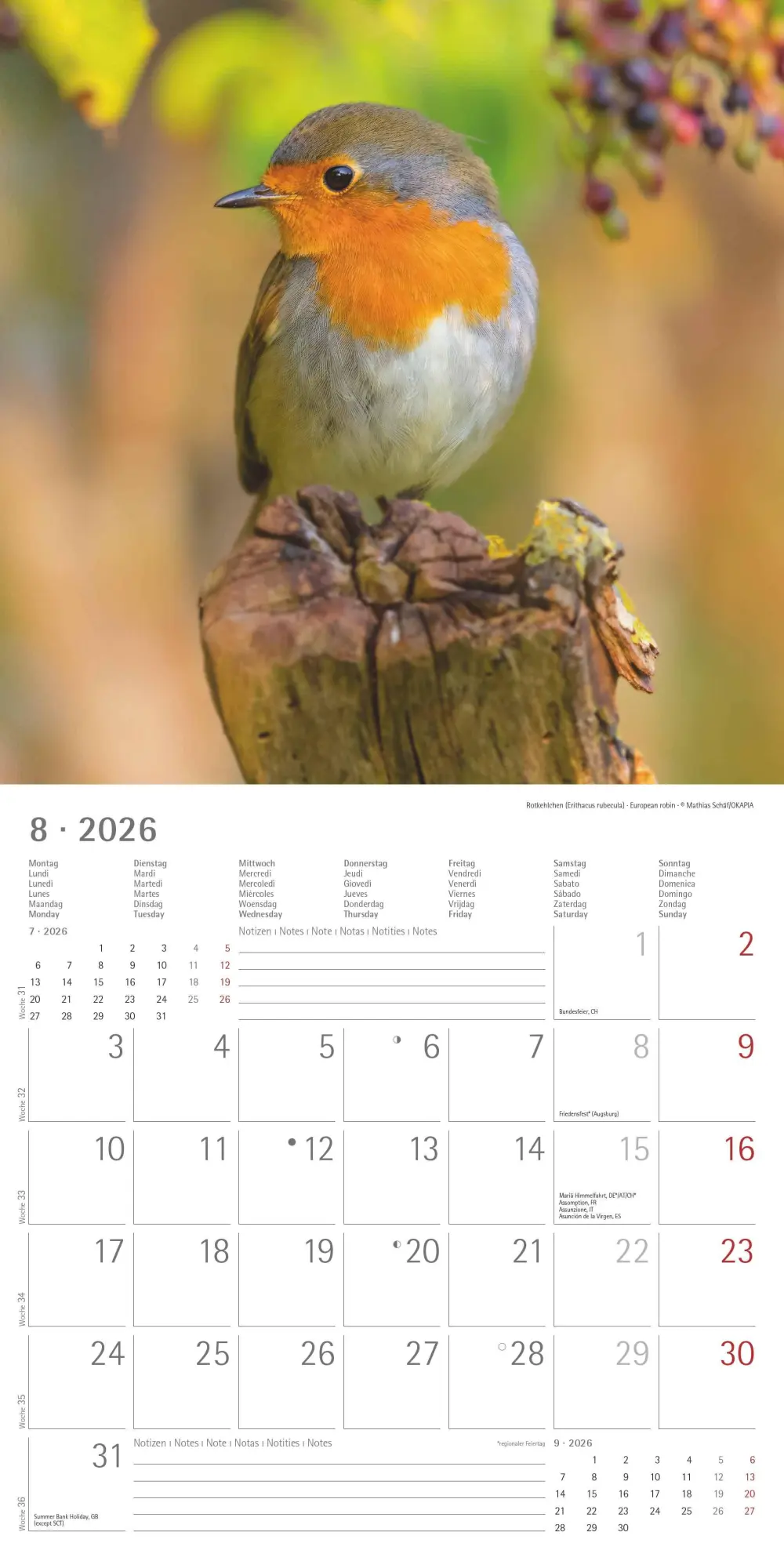 Bild: 4069095003330 | Einheimische Vögel 2026 - Broschürenkalender 30x30 cm (30x60...