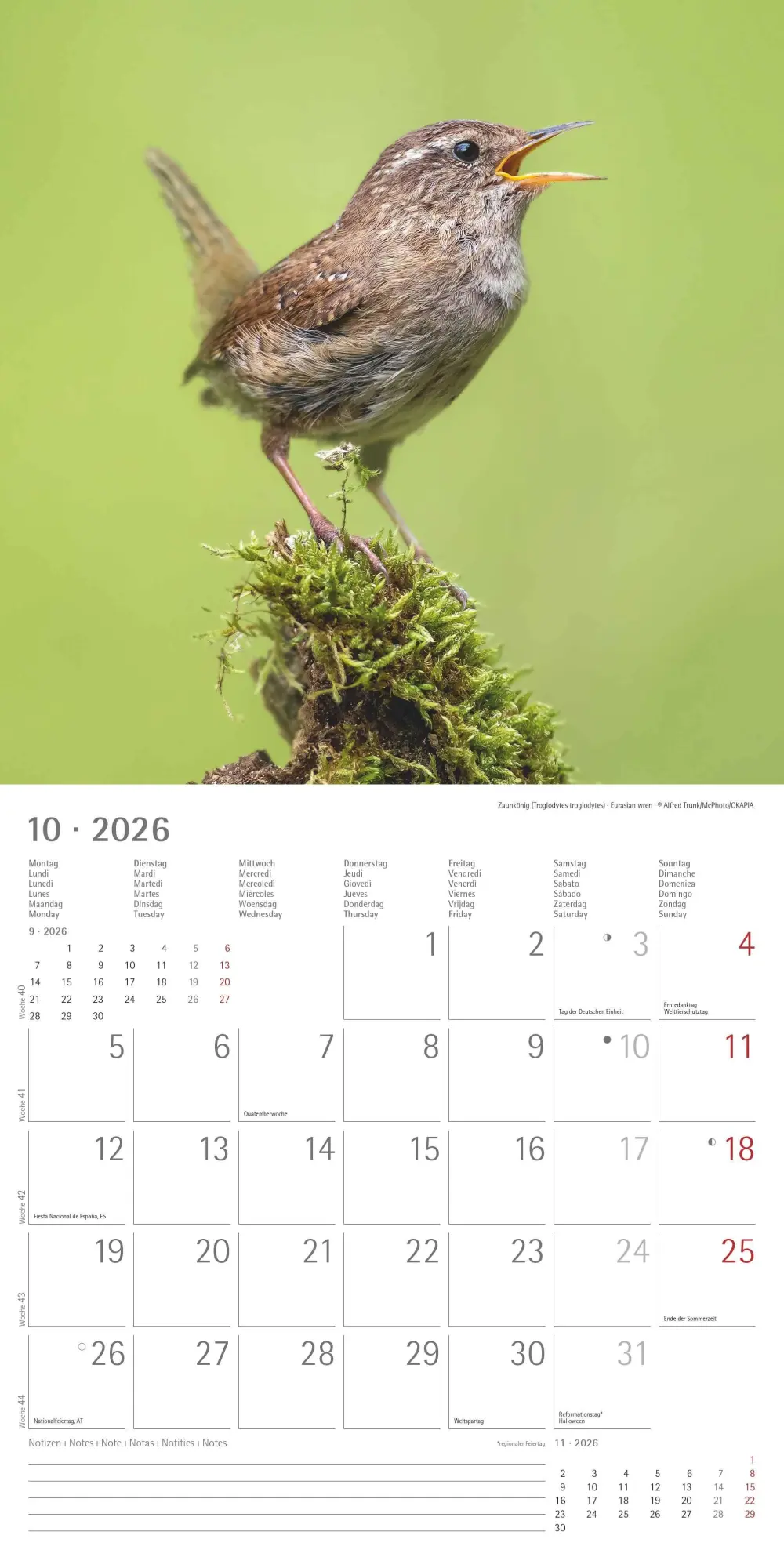 Bild: 4069095003330 | Einheimische Vögel 2026 - Broschürenkalender 30x30 cm (30x60...