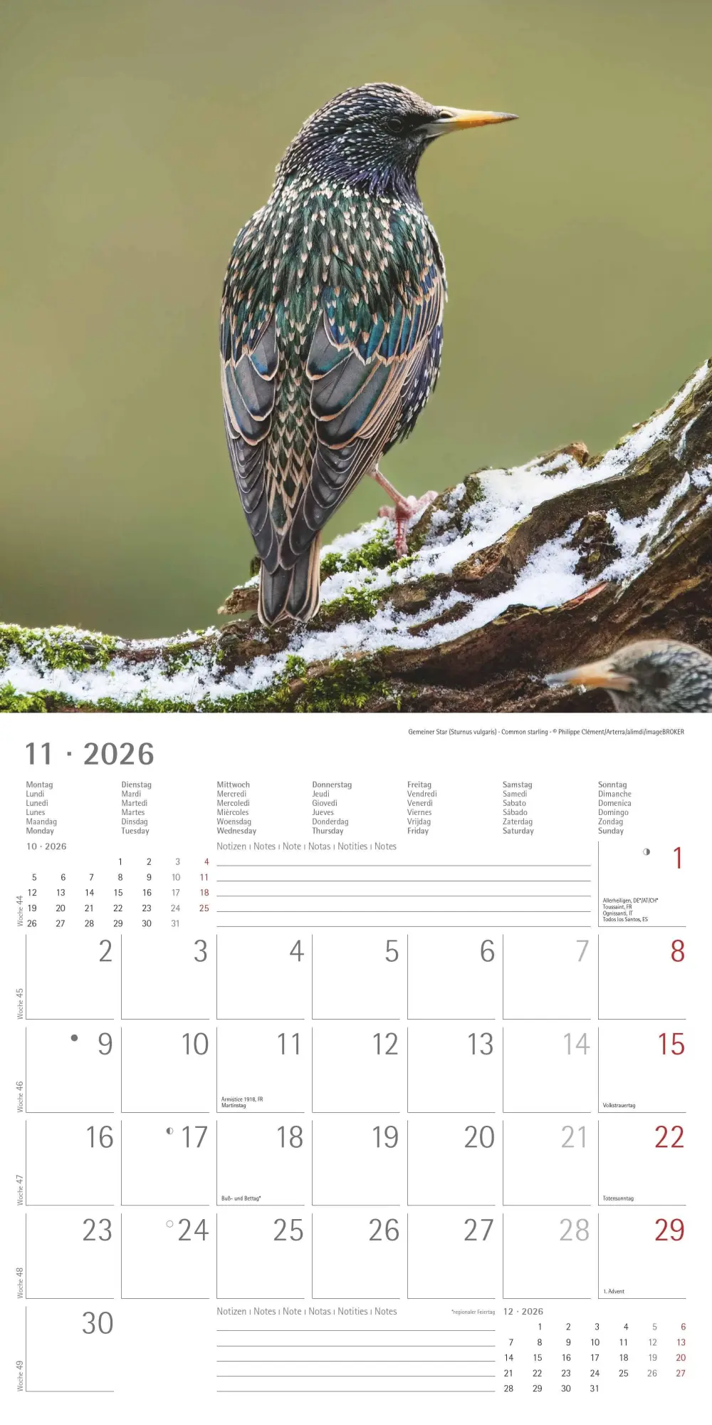 Bild: 4069095003330 | Einheimische Vögel 2026 - Broschürenkalender 30x30 cm (30x60...