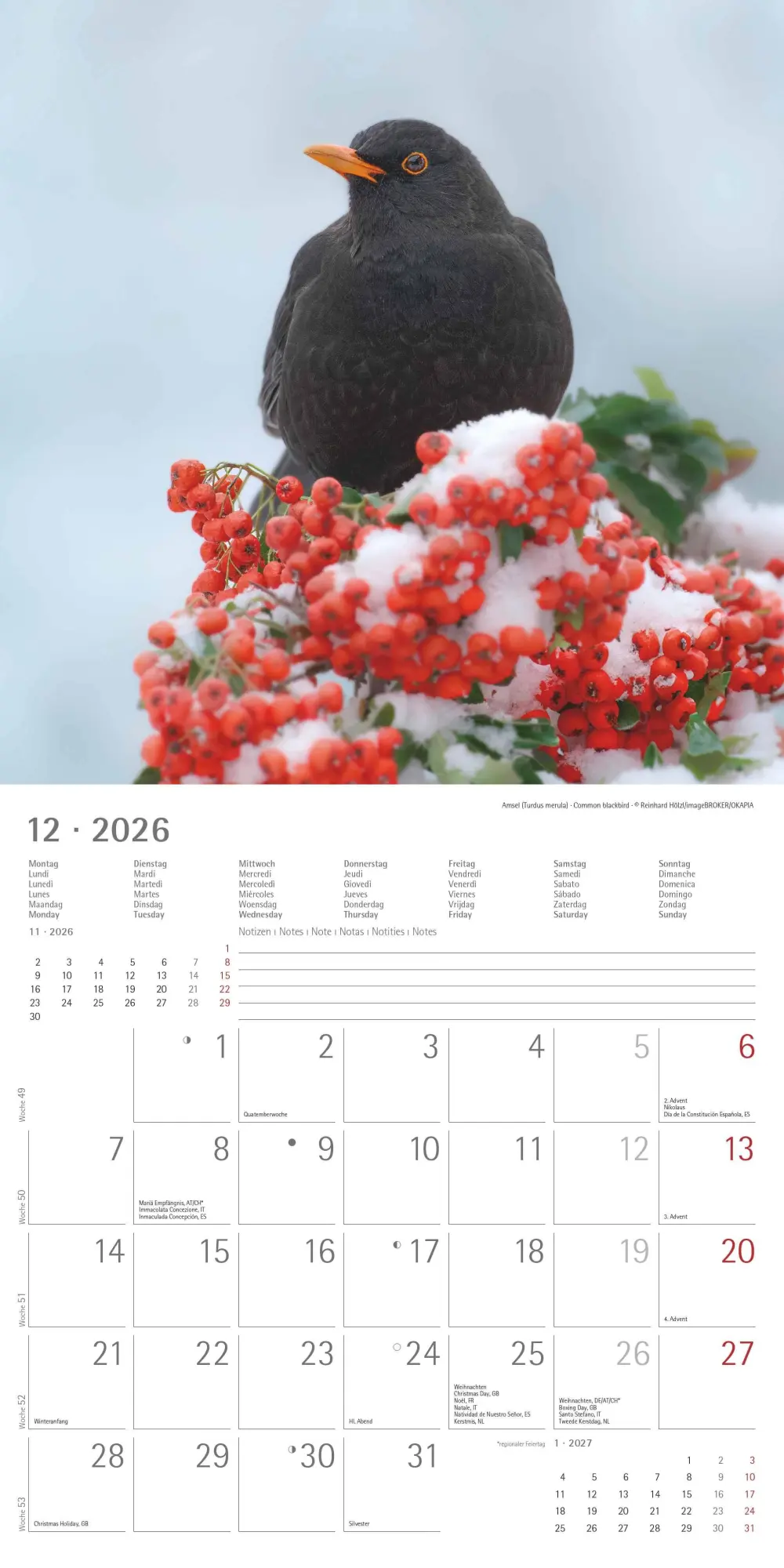 Bild: 4069095003330 | Einheimische Vögel 2026 - Broschürenkalender 30x30 cm (30x60...