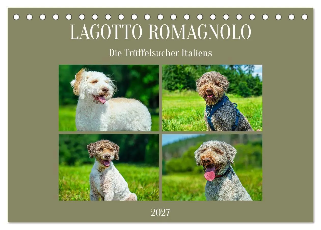 Cover: 9783594373330 | Lagotto Romagnolo - die Trüffelsucher Italiens (Tischkalender 2027...
