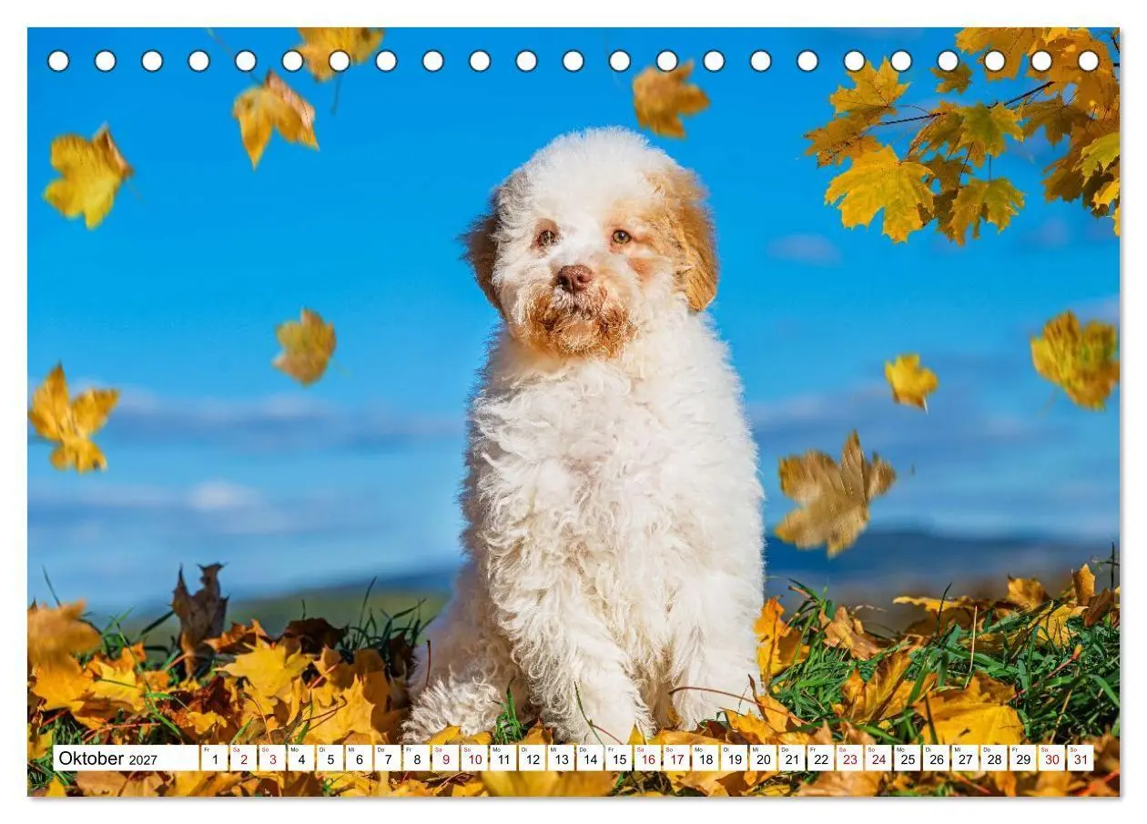 Bild: 9783594373330 | Lagotto Romagnolo - die Trüffelsucher Italiens (Tischkalender 2027...