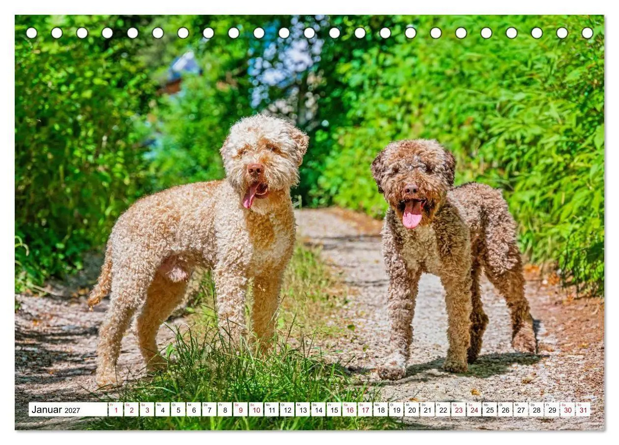 Bild: 9783594373330 | Lagotto Romagnolo - die Trüffelsucher Italiens (Tischkalender 2027...