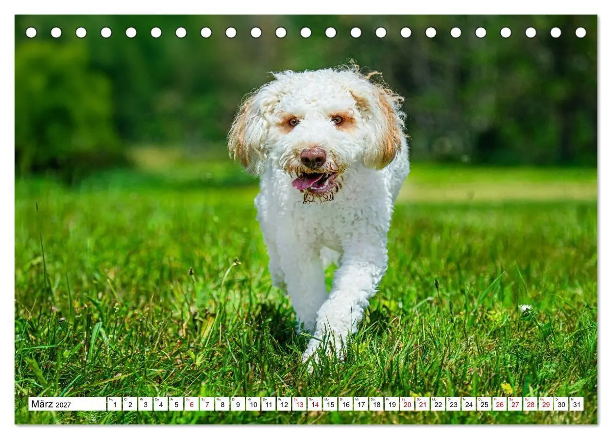 Bild: 9783594373330 | Lagotto Romagnolo - die Trüffelsucher Italiens (Tischkalender 2027...