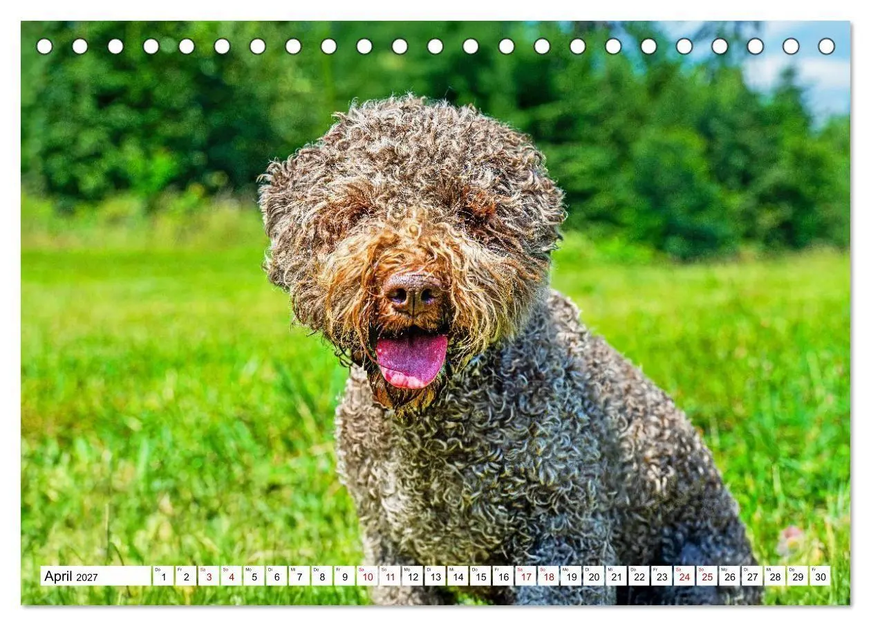 Bild: 9783594373330 | Lagotto Romagnolo - die Trüffelsucher Italiens (Tischkalender 2027...
