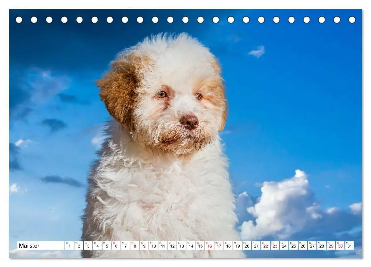 Bild: 9783594373330 | Lagotto Romagnolo - die Trüffelsucher Italiens (Tischkalender 2027...