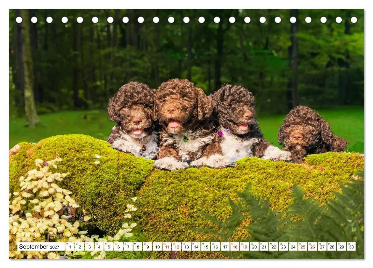 Bild: 9783594373330 | Lagotto Romagnolo - die Trüffelsucher Italiens (Tischkalender 2027...