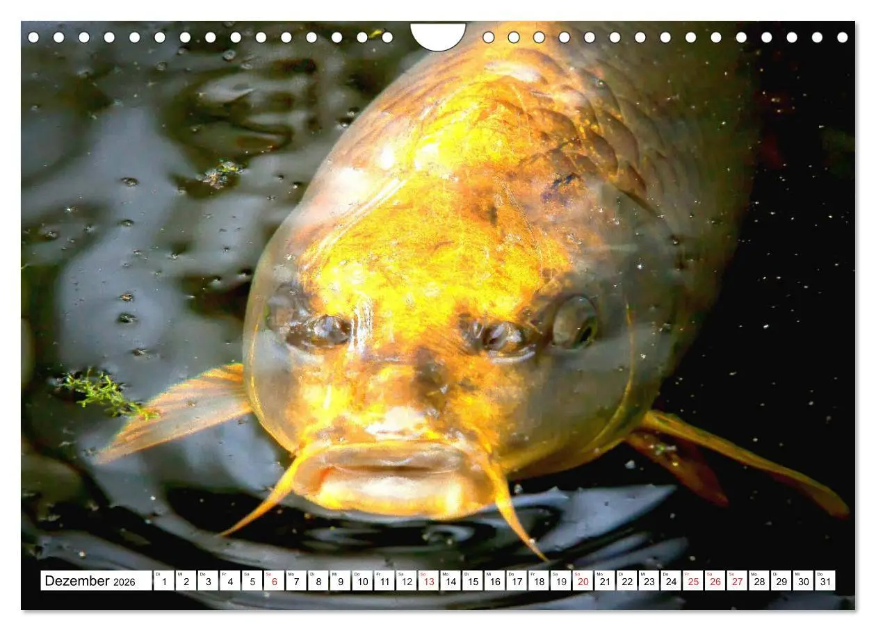 Bild: 9783457743430 | Koi Karpfen. Blickfang und Glücksbringer (Wandkalender 2026 DIN A4...