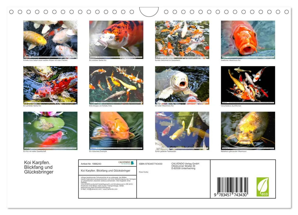 Bild: 9783457743430 | Koi Karpfen. Blickfang und Glücksbringer (Wandkalender 2026 DIN A4...