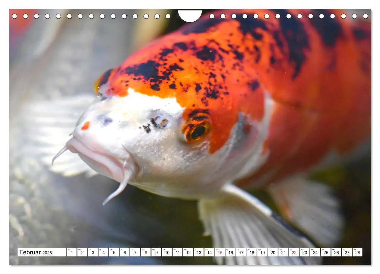 Bild: 9783457743430 | Koi Karpfen. Blickfang und Glücksbringer (Wandkalender 2026 DIN A4...