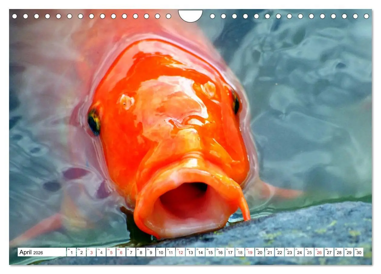 Bild: 9783457743430 | Koi Karpfen. Blickfang und Glücksbringer (Wandkalender 2026 DIN A4...