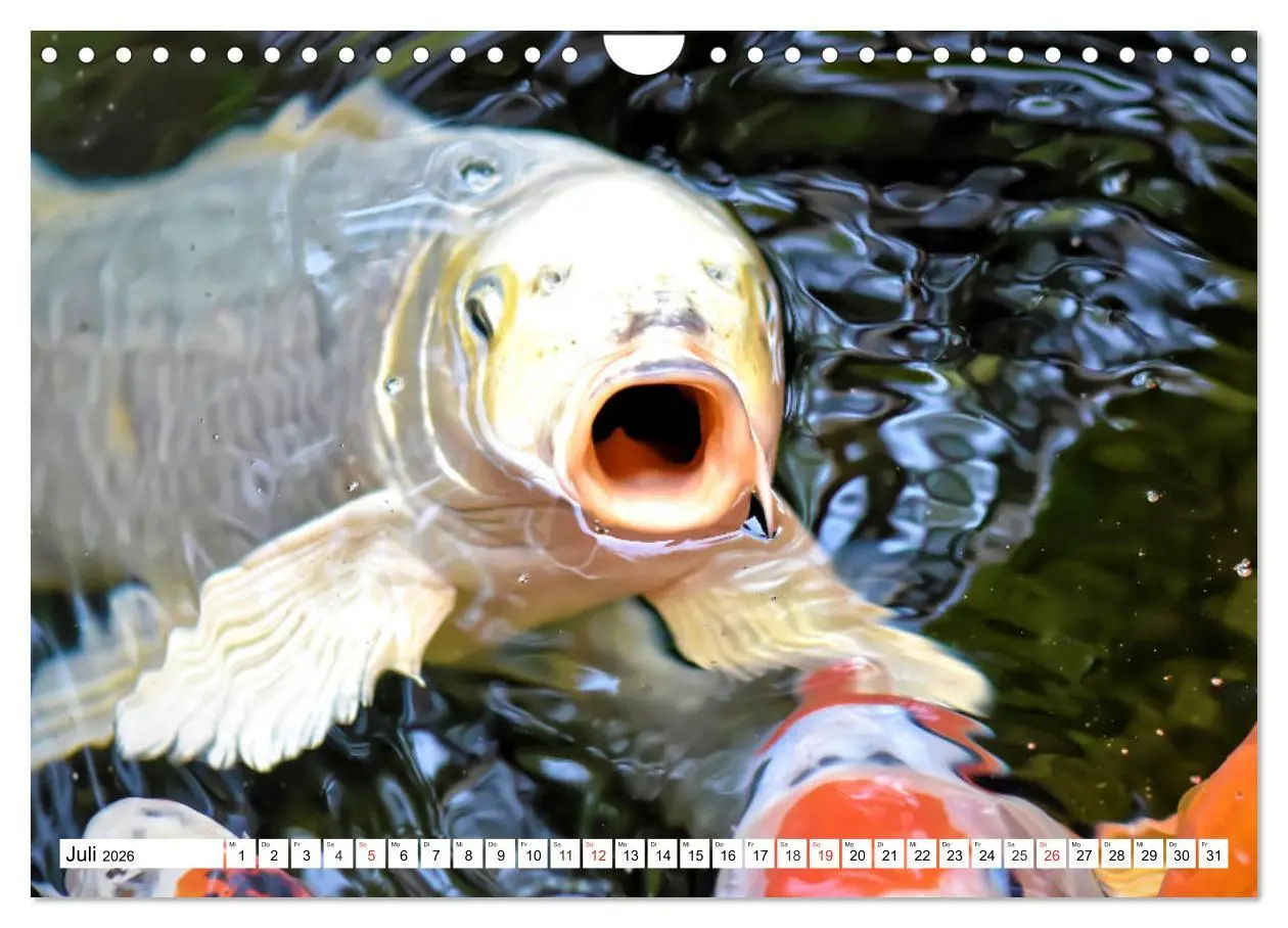 Bild: 9783457743430 | Koi Karpfen. Blickfang und Glücksbringer (Wandkalender 2026 DIN A4...