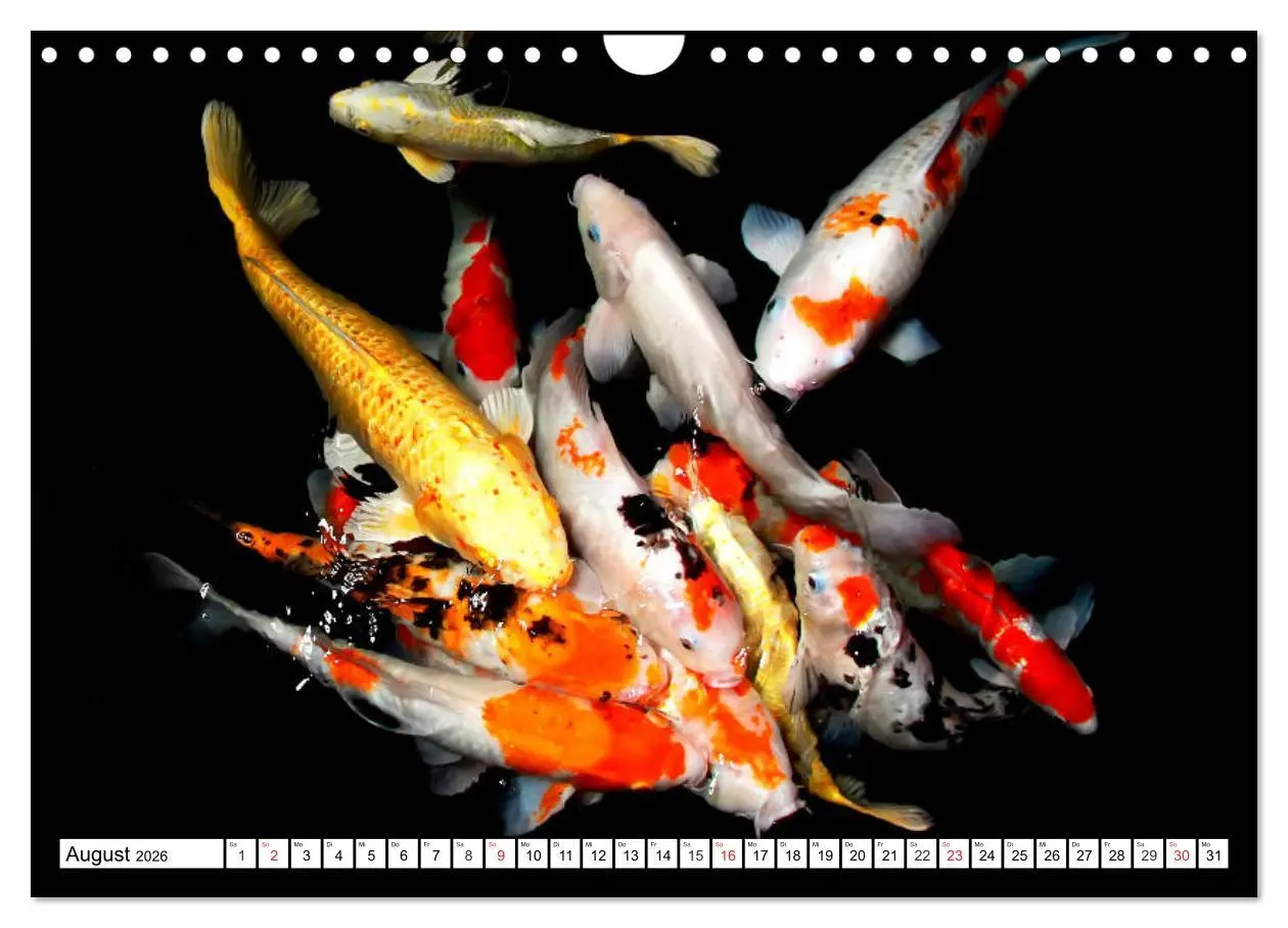 Bild: 9783457743430 | Koi Karpfen. Blickfang und Glücksbringer (Wandkalender 2026 DIN A4...