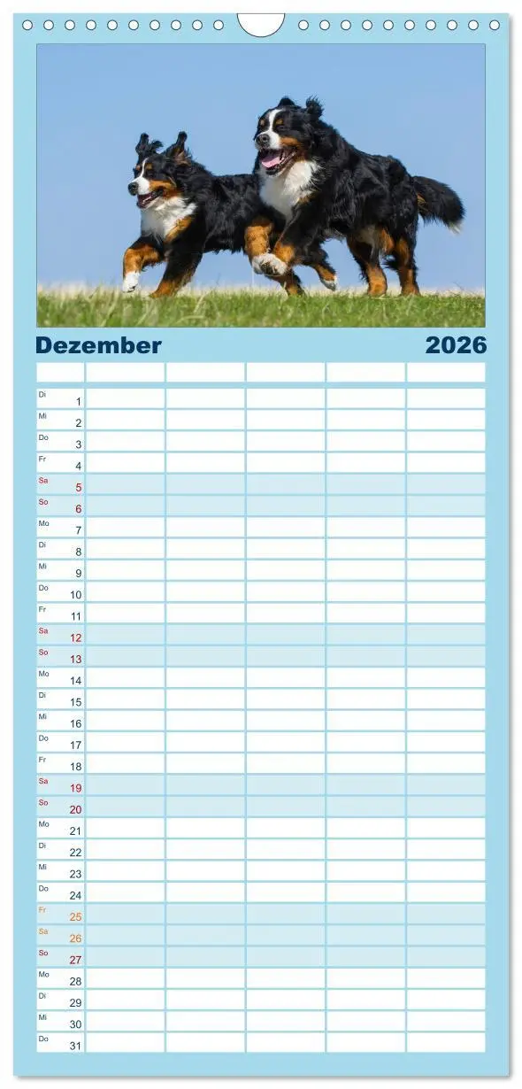 Bild: 9783516523430 | Familienplaner 2026 - Berner Sennenhund 2026 mit 5 Spalten...