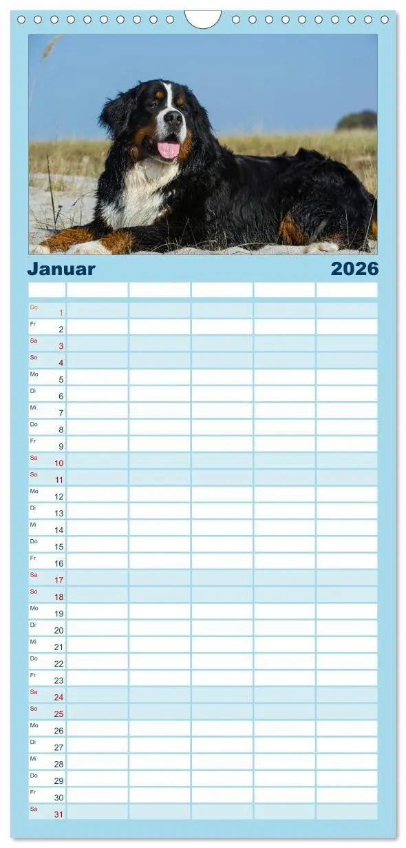 Bild: 9783516523430 | Familienplaner 2026 - Berner Sennenhund 2026 mit 5 Spalten...
