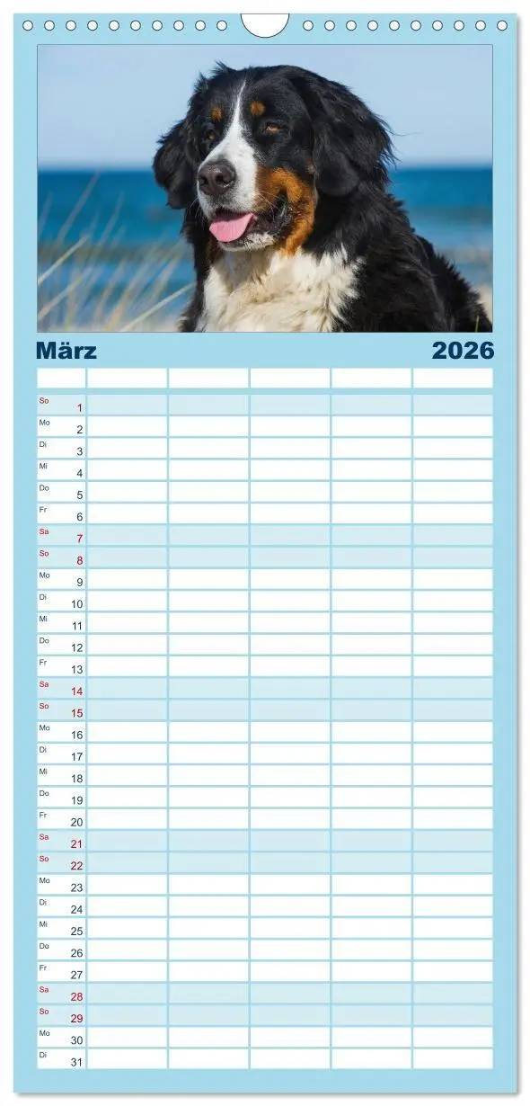 Bild: 9783516523430 | Familienplaner 2026 - Berner Sennenhund 2026 mit 5 Spalten...