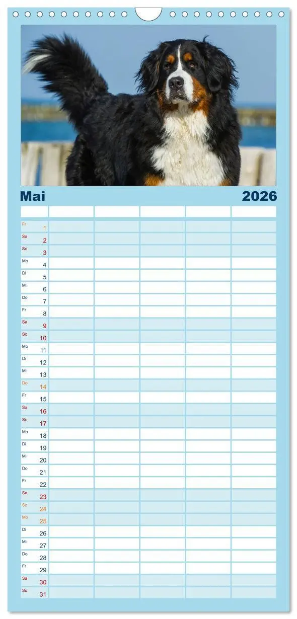 Bild: 9783516523430 | Familienplaner 2026 - Berner Sennenhund 2026 mit 5 Spalten...