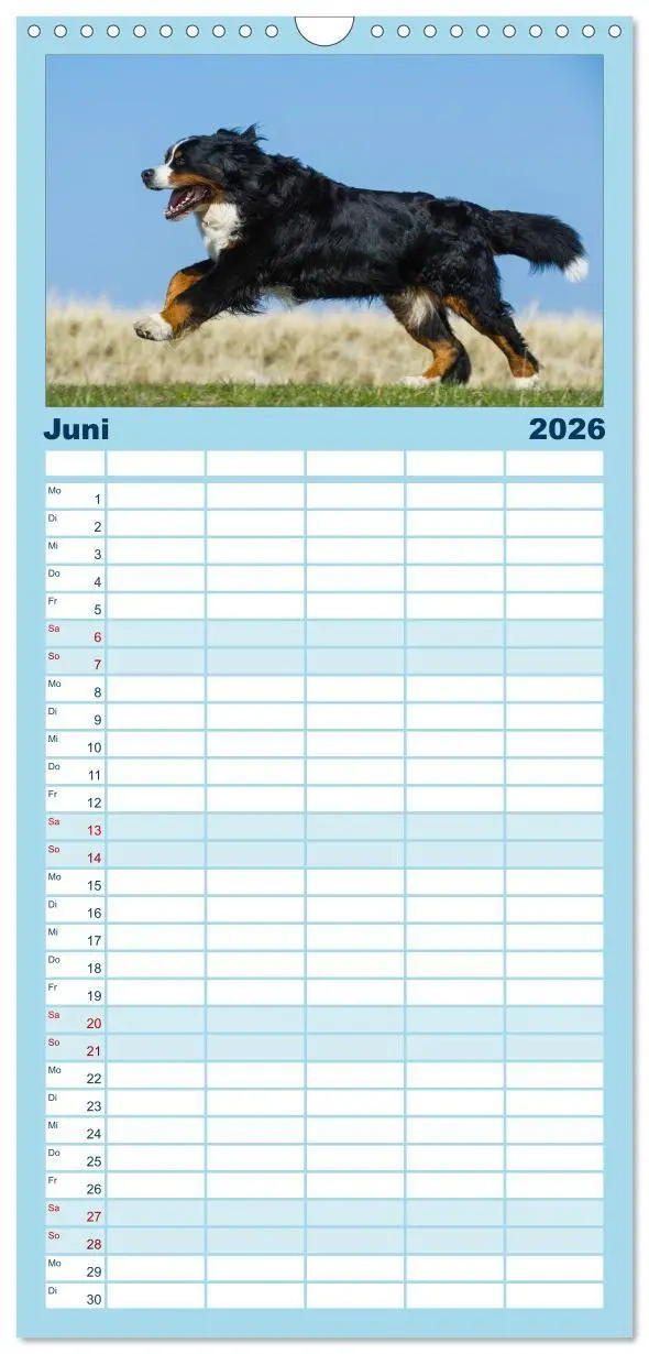 Bild: 9783516523430 | Familienplaner 2026 - Berner Sennenhund 2026 mit 5 Spalten...