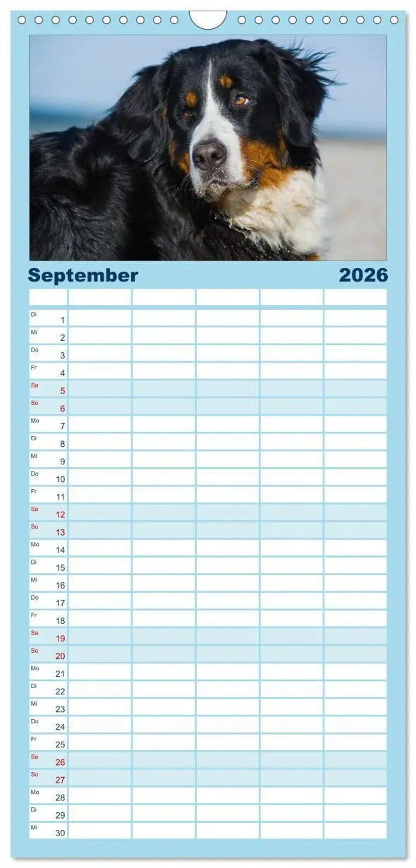 Bild: 9783516523430 | Familienplaner 2026 - Berner Sennenhund 2026 mit 5 Spalten...