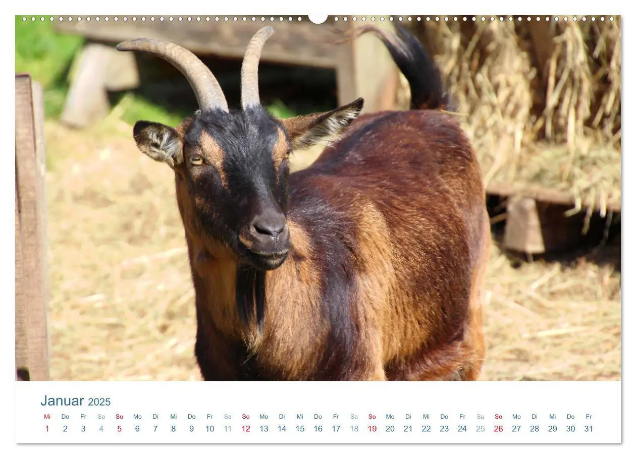Bild: 9783435493630 | Tierisches Leben auf dem Bauernhof 2025 (Wandkalender 2025 DIN A2...