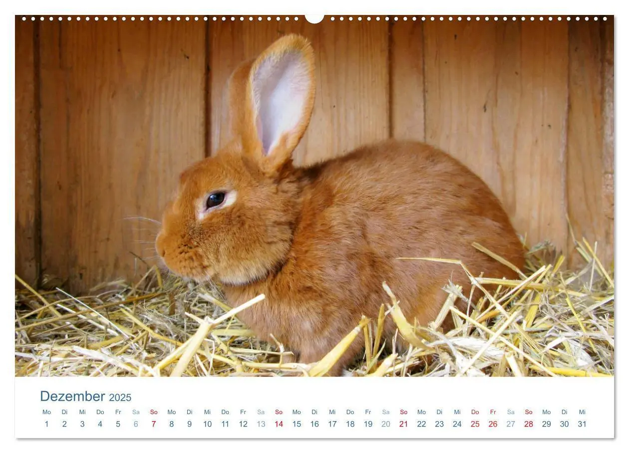 Bild: 9783435493630 | Tierisches Leben auf dem Bauernhof 2025 (Wandkalender 2025 DIN A2...