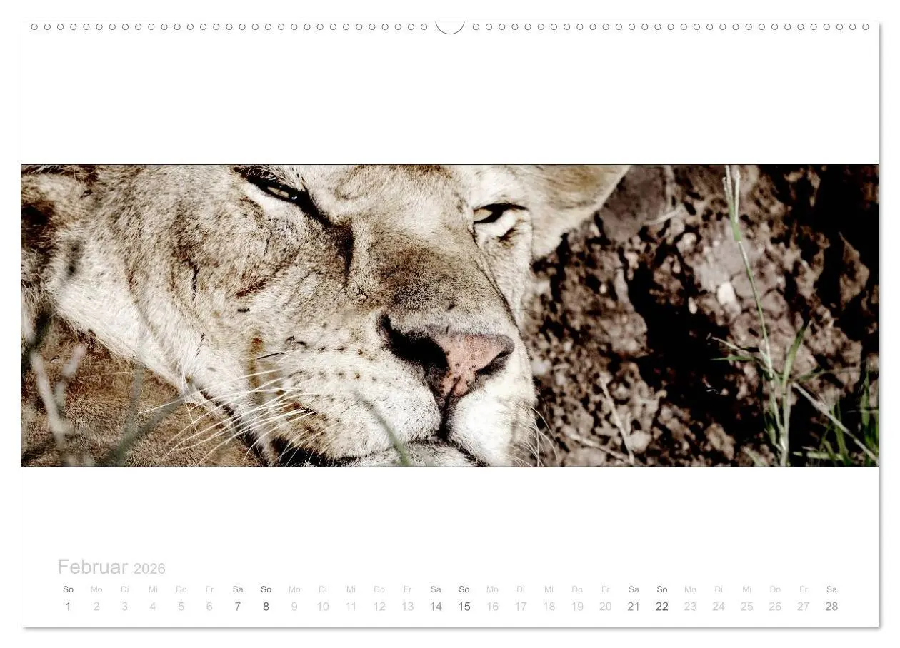 Bild: 9783516123630 | Serengeti Panorama (hochwertiger Premium Wandkalender 2026 DIN A2...