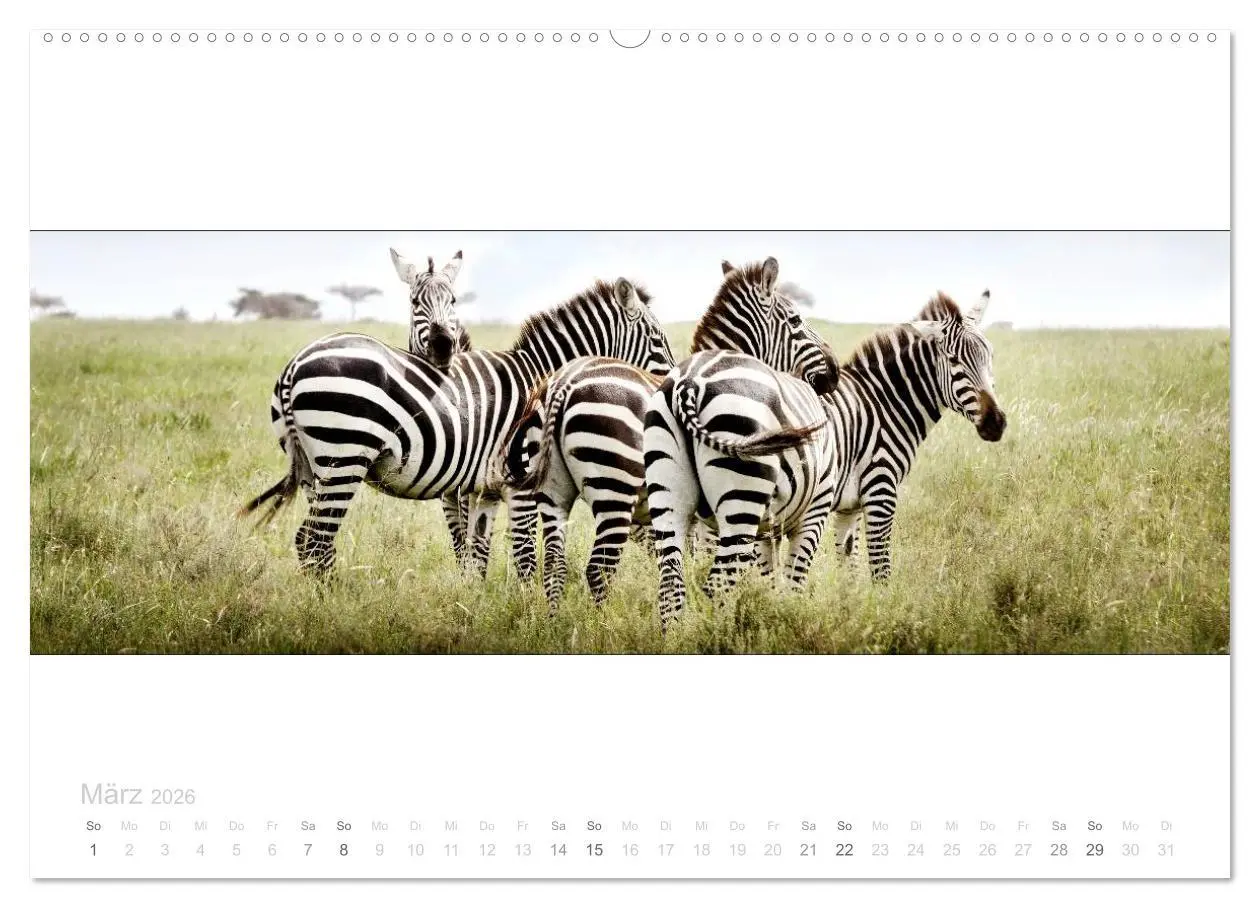 Bild: 9783516123630 | Serengeti Panorama (hochwertiger Premium Wandkalender 2026 DIN A2...