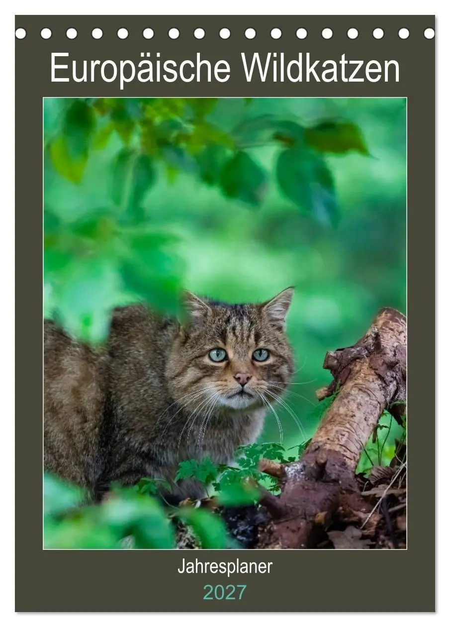 Cover: 9783569763630 | Europäische Wildkatzen - Jahresplaner (Tischkalender 2027 DIN A5...
