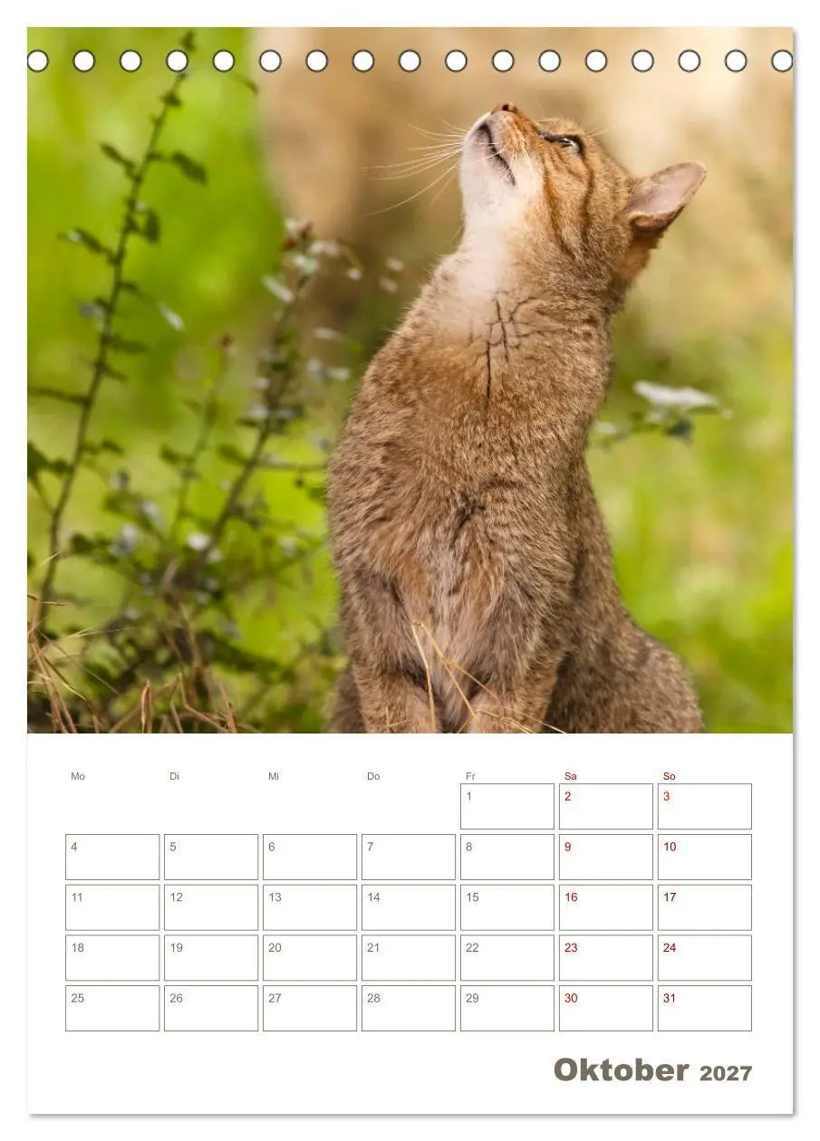 Bild: 9783569763630 | Europäische Wildkatzen - Jahresplaner (Tischkalender 2027 DIN A5...