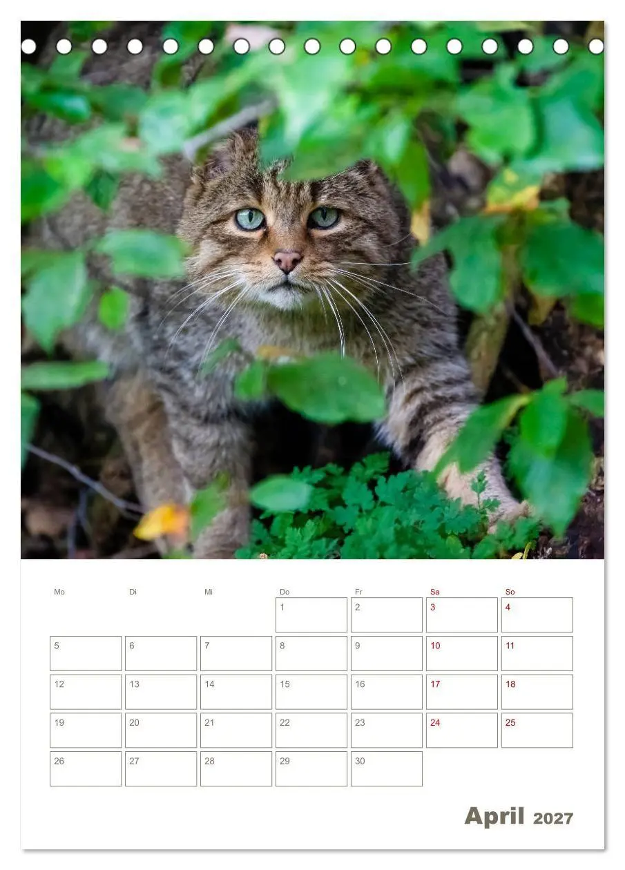 Bild: 9783569763630 | Europäische Wildkatzen - Jahresplaner (Tischkalender 2027 DIN A5...