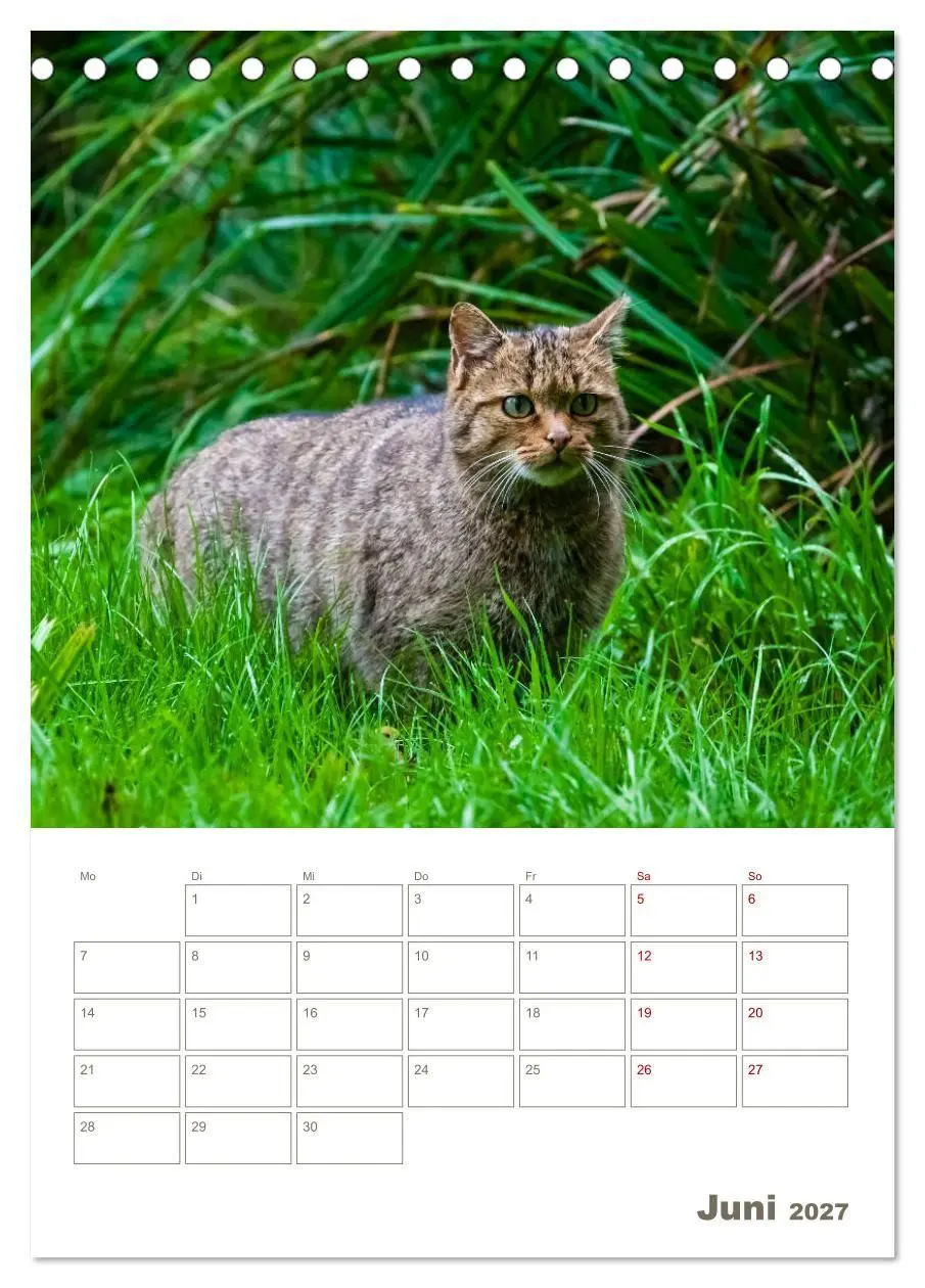 Bild: 9783569763630 | Europäische Wildkatzen - Jahresplaner (Tischkalender 2027 DIN A5...