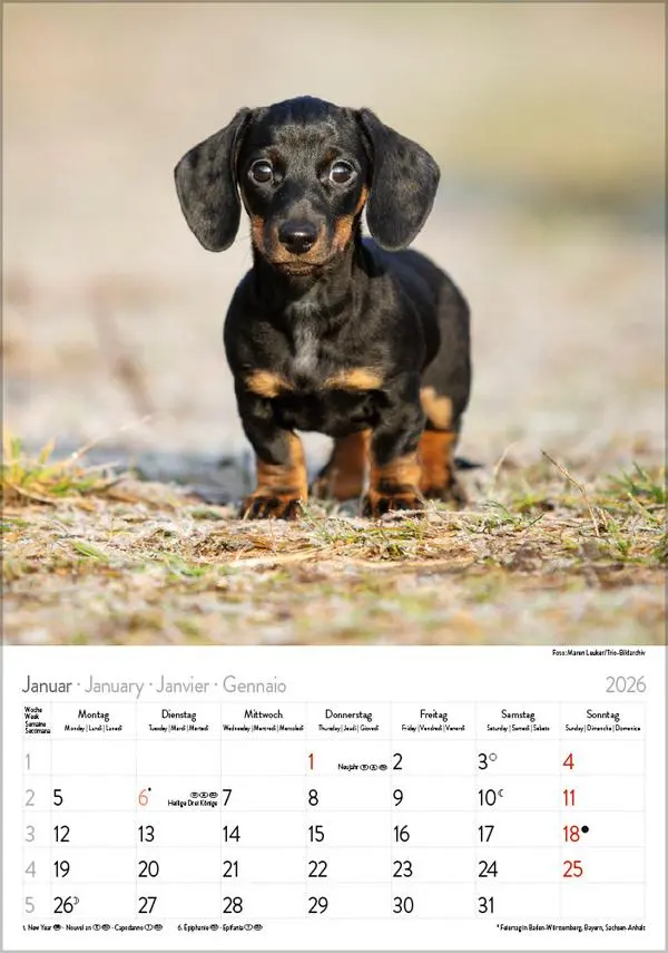 Bild: 9783731883630 | Dackel 2026 | Verlag Korsch | Kalender | Spiralbindung | 13 S. | 2026