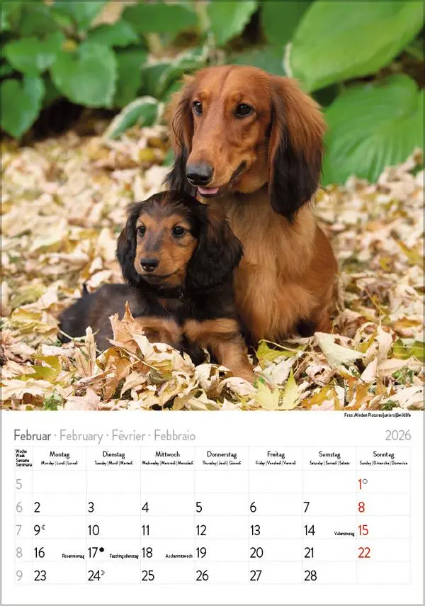 Bild: 9783731883630 | Dackel 2026 | Verlag Korsch | Kalender | Spiralbindung | 13 S. | 2026