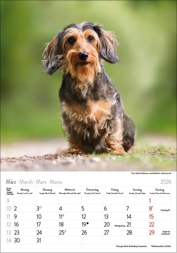 Bild: 9783731883630 | Dackel 2026 | Verlag Korsch | Kalender | Spiralbindung | 13 S. | 2026