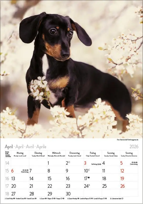 Bild: 9783731883630 | Dackel 2026 | Verlag Korsch | Kalender | Spiralbindung | 13 S. | 2026