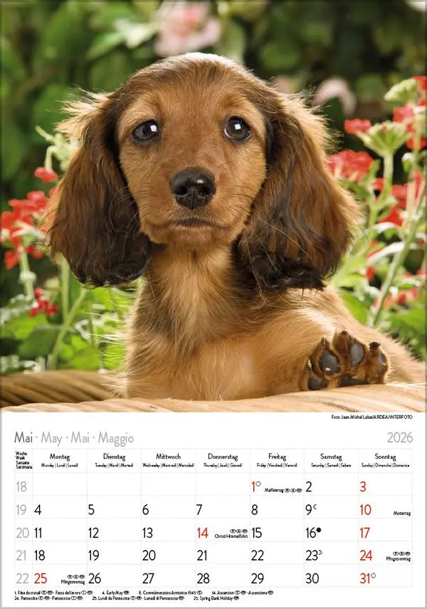 Bild: 9783731883630 | Dackel 2026 | Verlag Korsch | Kalender | Spiralbindung | 13 S. | 2026