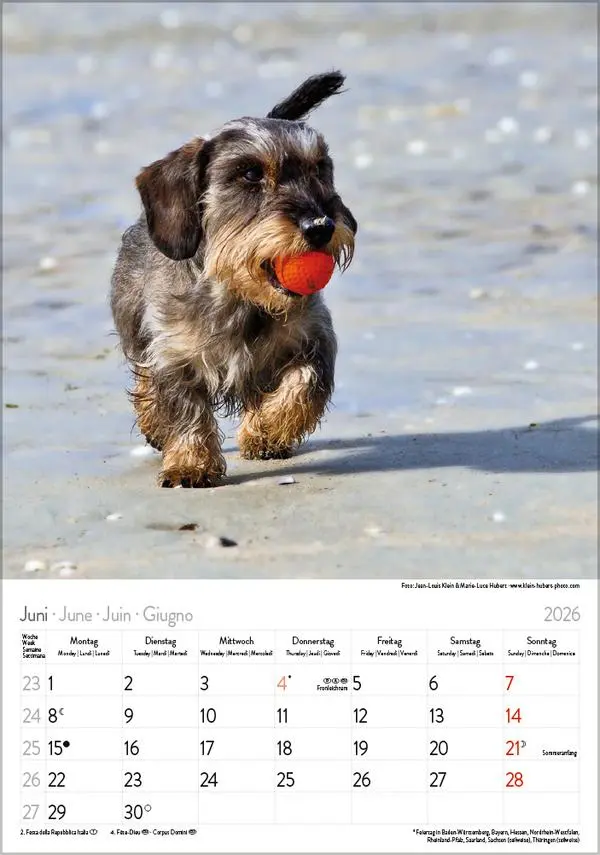 Bild: 9783731883630 | Dackel 2026 | Verlag Korsch | Kalender | Spiralbindung | 13 S. | 2026