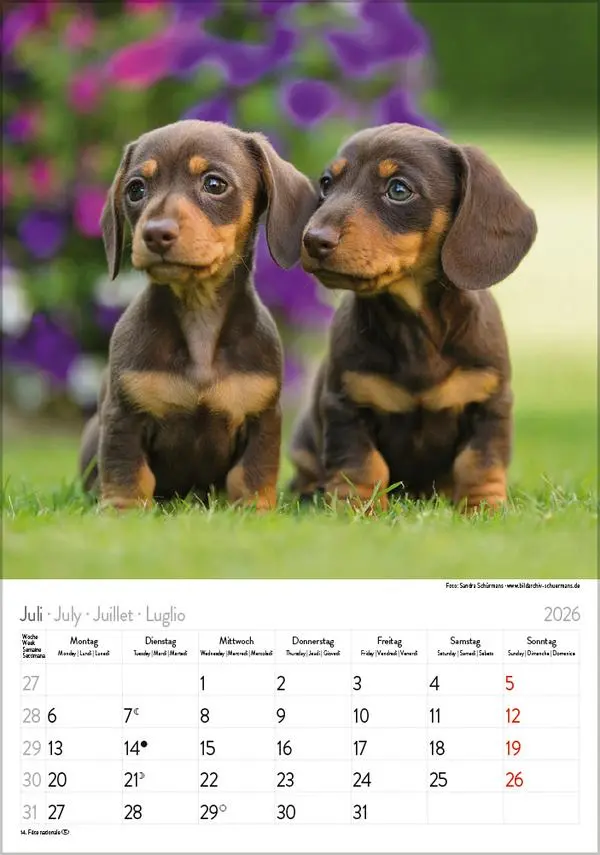 Bild: 9783731883630 | Dackel 2026 | Verlag Korsch | Kalender | Spiralbindung | 13 S. | 2026