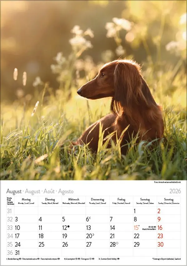 Bild: 9783731883630 | Dackel 2026 | Verlag Korsch | Kalender | Spiralbindung | 13 S. | 2026