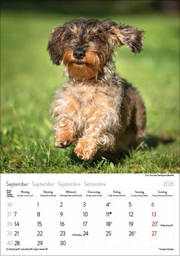 Bild: 9783731883630 | Dackel 2026 | Verlag Korsch | Kalender | Spiralbindung | 13 S. | 2026
