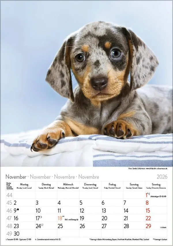 Bild: 9783731883630 | Dackel 2026 | Verlag Korsch | Kalender | Spiralbindung | 13 S. | 2026
