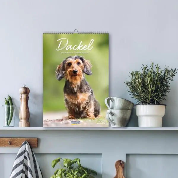 Bild: 9783731883630 | Dackel 2026 | Verlag Korsch | Kalender | Spiralbindung | 13 S. | 2026