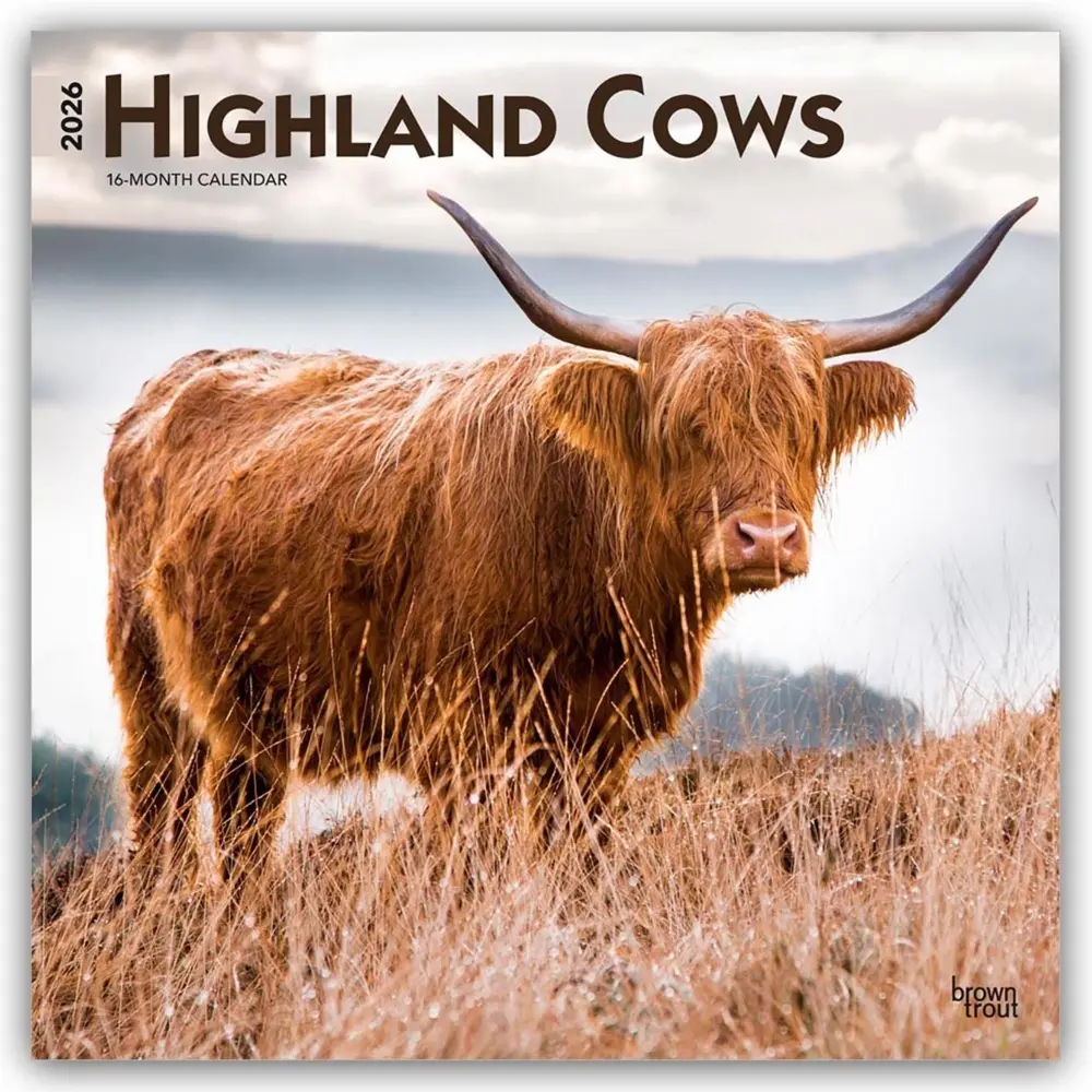 Cover: 9798330703630 | Highland Cows 2026 12 X 24 Inch (Hanging) Monthly Square Wall...